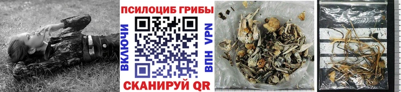 сколько стоит Артёмовск Псилоцибиновые грибы Cubensis